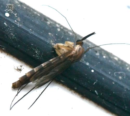 Keroplatus reaumurii